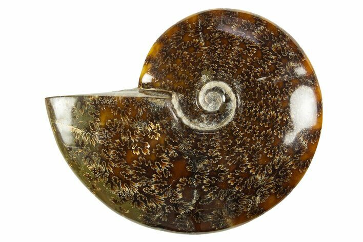 Polished Cretaceous Ammonite (Cleoniceras) Fossil - Madagascar #303954